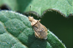 Aufeius impressicollis