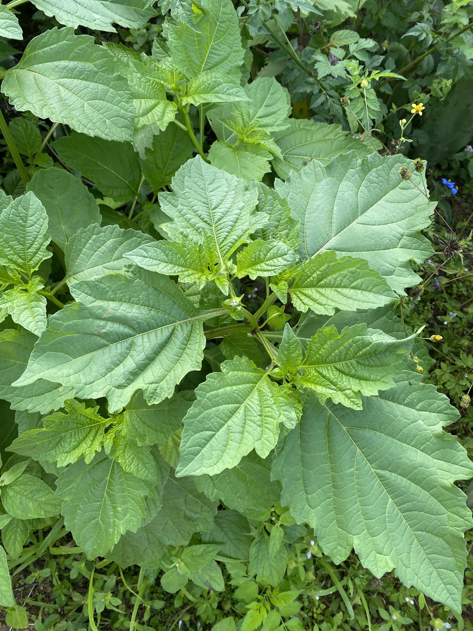 Nicandra physalodes