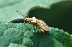 Aufeius impressicollis