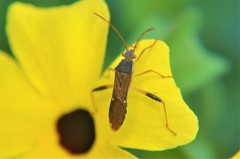 Burtinus notatipennis