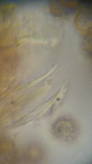 Siphoptychium violaceum