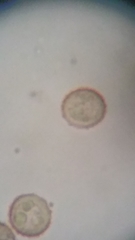 Siphoptychium violaceum