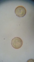 Siphoptychium violaceum