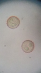 Siphoptychium violaceum