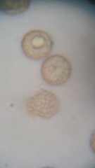 Siphoptychium violaceum