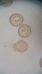 Siphoptychium violaceum