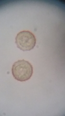 Siphoptychium violaceum