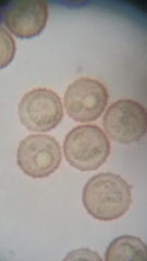 Siphoptychium violaceum