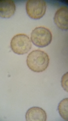 Siphoptychium violaceum