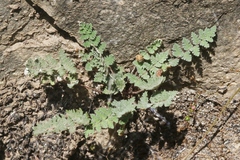 Notholaena grayi