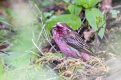 Chinese White-Browed Rosefinch photo 2