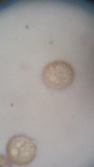 Siphoptychium violaceum