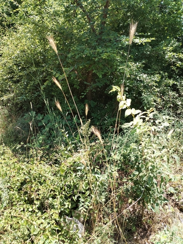Mosquito-grass (Dasypyrum villosum)
