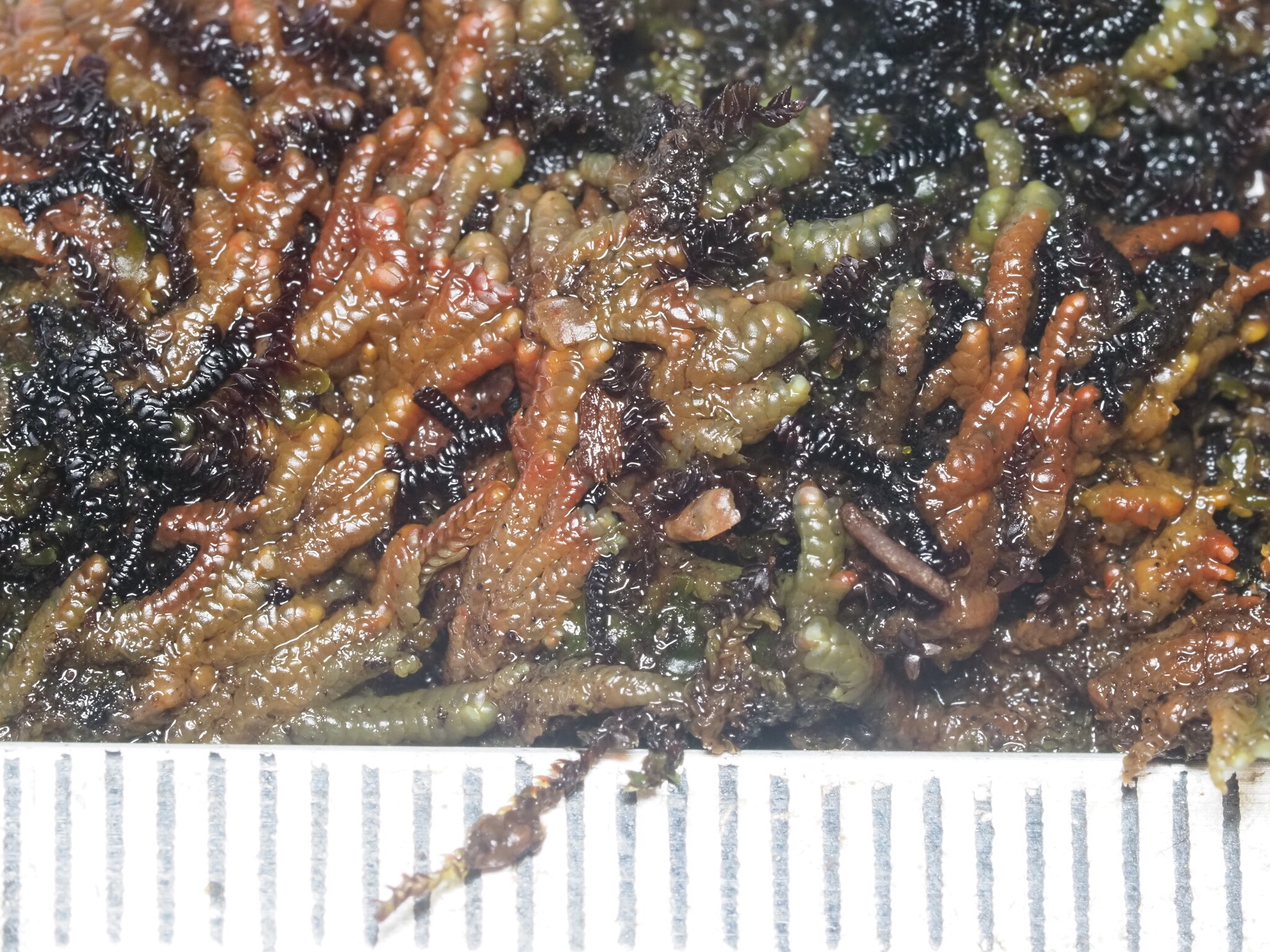 Radula mauiensis