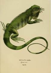 Iguana iguana