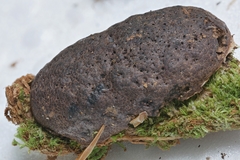 Siphoptychium violaceum