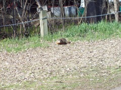Marmota monax