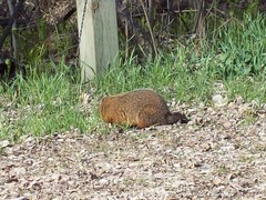 Marmota monax