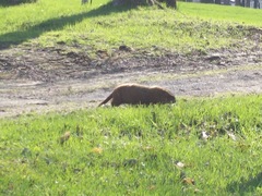 Marmota monax