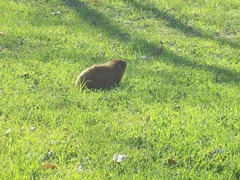 Marmota monax