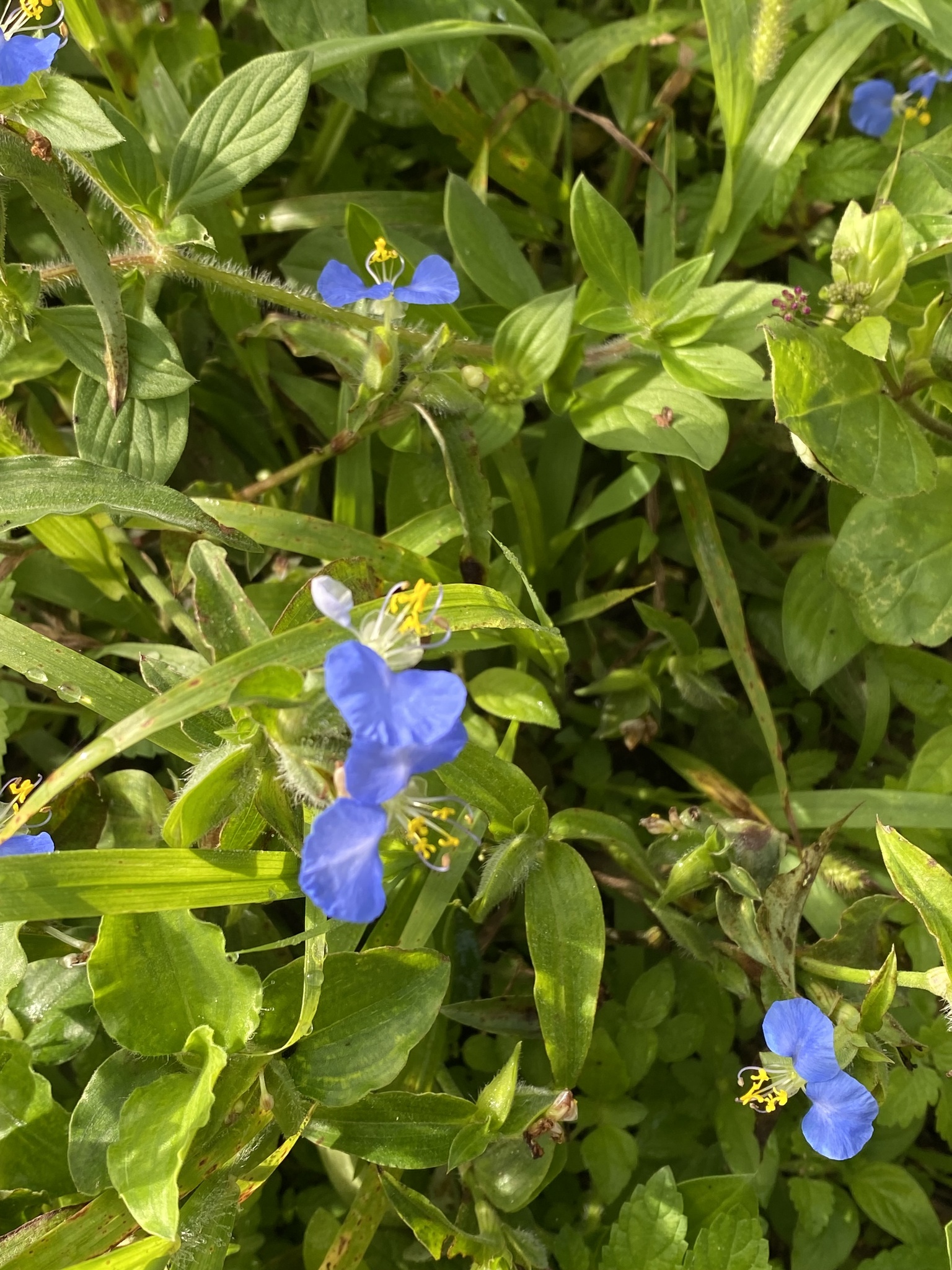 Commelina erecta