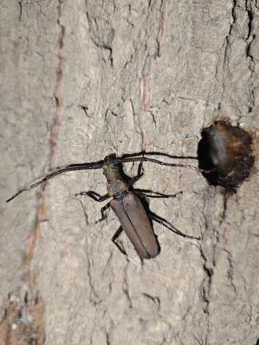 Thin-winged Longicorn Beetle
