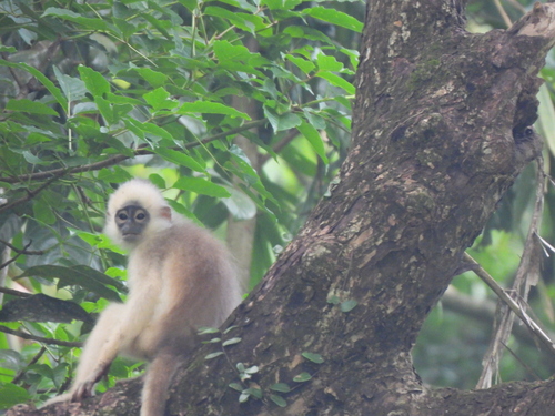Presbytis mitrata