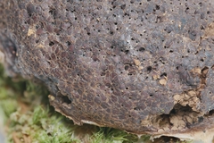 Siphoptychium violaceum