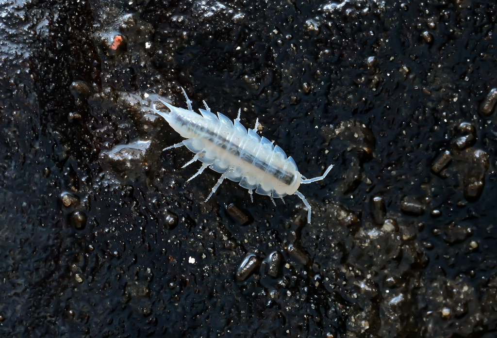 Trogloniscus