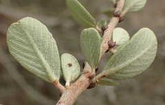 Ceanothus megacarpus megacarpus