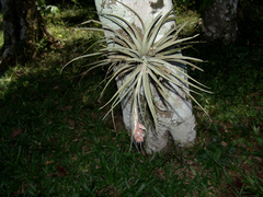 Tillandsia pohliana