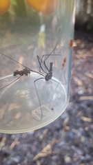 Forsteropsalis pureora