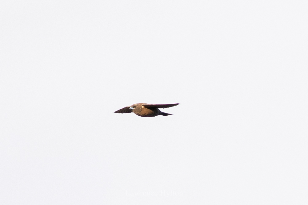 Little Woodswallow (Artamus minor), photo 4