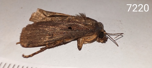 Agrotis atrux