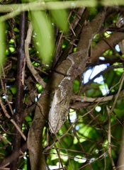 Anolis chamaeleonides