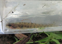 Etheostoma gracile