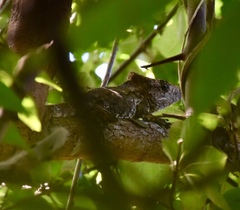 Anolis chamaeleonides