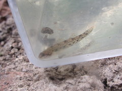 Etheostoma chlorosoma