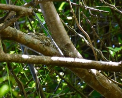 Anolis chamaeleonides
