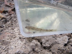 Etheostoma chlorosoma