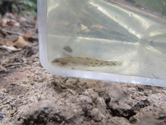 Etheostoma chlorosoma