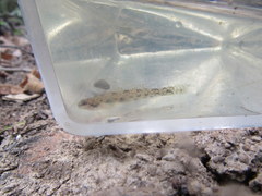 Etheostoma chlorosoma