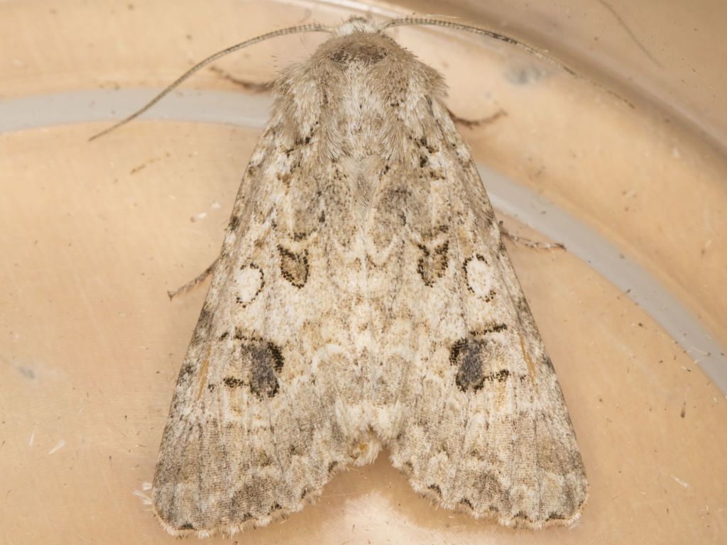 Anarta chartaria