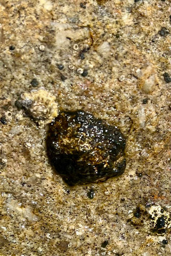 Patella caerulea