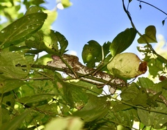 Anolis chamaeleonides