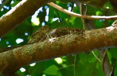 Anolis chamaeleonides