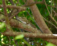 Anolis chamaeleonides
