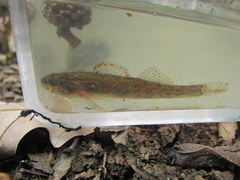 Etheostoma gracile
