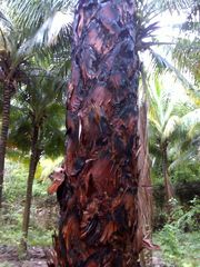 Acoelorraphe wrightii