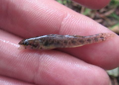 Etheostoma gracile